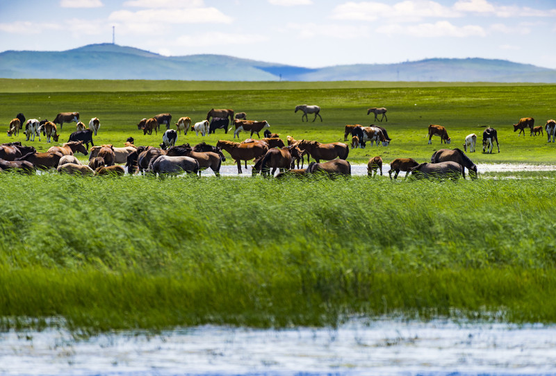 探寻内蒙古，大美草原的神秘魅力